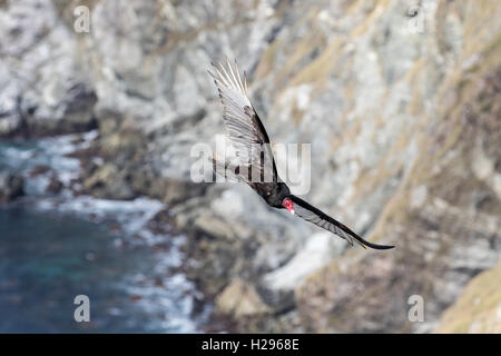 Un urubu survole les falaises de Big Sur, en Californie, à l'aide de ses yeux et sens de l'odorat pour localiser la charogne. Banque D'Images