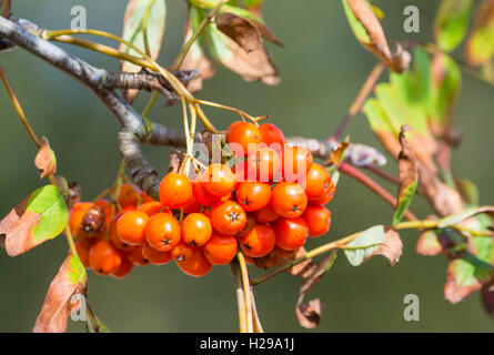 Petits fruits rouges d'un arbre sorbier (Sorbus aucuparia ou Rowan Tree) au début de l'automne au Royaume-Uni. Banque D'Images