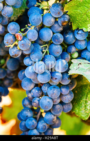 Grappe de raisin dans un vignoble. Banque D'Images