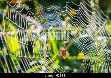 Jardin de l'araignée, l'araignée diadème, spider, ou orb weaver couronné (Araneus diadematus). Banque D'Images