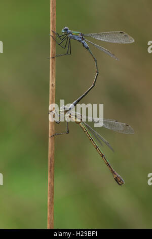 Une paire d'accouplement de demoiselles Lestes sponsa (Émeraude). Banque D'Images