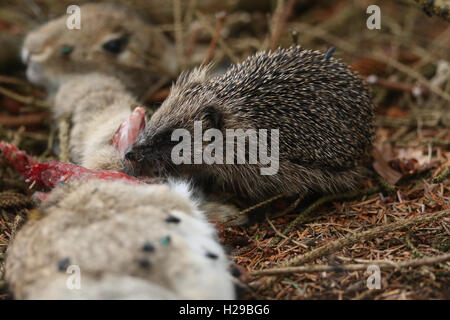 Hedgehog (Erinaceidae) se nourrissent d'une hermines tuer d'un lapin sauvage. Banque D'Images