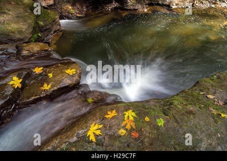 Saison d'automne à Rock Creek avec chute d'érable arbre feuilles tombées dans l'Oregon Clackamas Banque D'Images