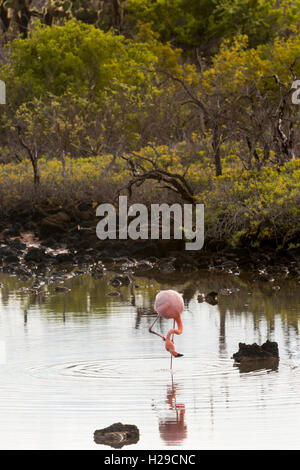 Les flamants se nourrir dans la Plage de Bachas, l'île de Santa Cruz, Galapagos Banque D'Images