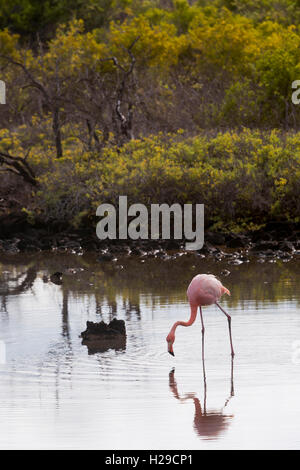 Les flamants se nourrir dans la Plage de Bachas, l'île de Santa Cruz, Galapagos Banque D'Images