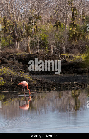 Les flamants se nourrir dans la plage de bachas, l'île de santa cruz, Galapagos Banque D'Images