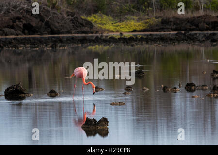 Les flamants se nourrir dans la plage de bachas, l'île de santa cruz, Galapagos Banque D'Images