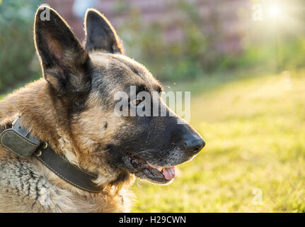 Chien de Berger sur l'herbe au soleil. Banque D'Images