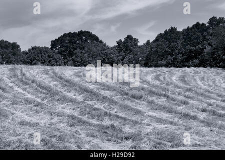 Le Hayfield fraîchement tondue Banque D'Images