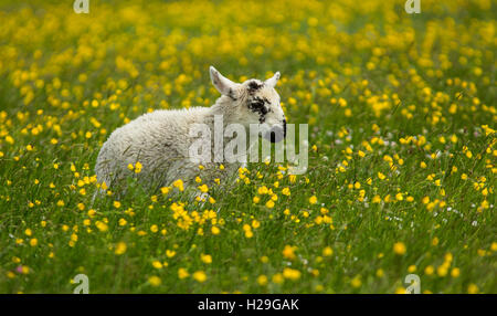 Un jeune agneau gambader à travers les renoncules de "machair" le sur l'île de Harris dans les Hébrides extérieures, en Écosse Banque D'Images