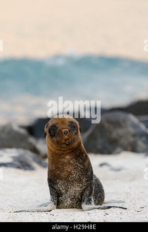 Maman et bébé lion de mer galapagos espanola Banque D'Images