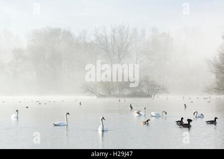 Un lever de soleil sur le grand Misty Lake sur le château Howard Estate, Yorkshire du Nord, le 22 mars 2016. Banque D'Images