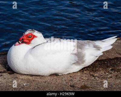 Femelle de couleur vive canard de Barbarie Cairina moschata reposant par un étang Banque D'Images