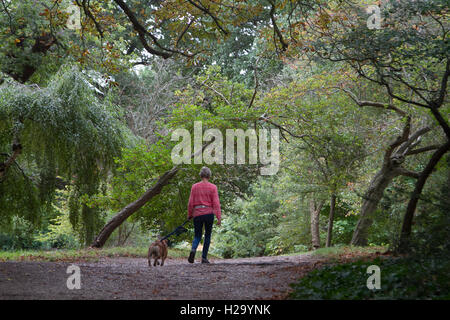 Wimbledon Londres, Royaume-Uni. 26 Sep, 2016. Une femme entre son chien sur Wimbledon Common sur un jour d'automne gris comme les feuilles des arbres commencent à crédit : couleur amer ghazzal/Alamy Live News Banque D'Images