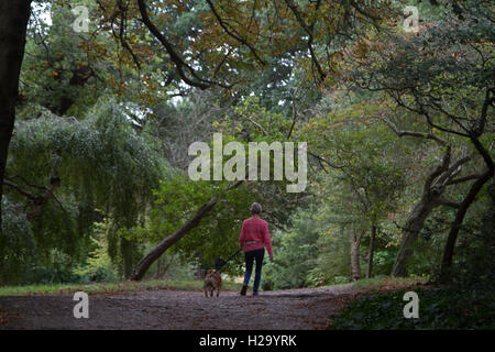 Wimbledon Londres, Royaume-Uni. 26 Sep, 2016. Une femme entre son chien sur Wimbledon Common sur un jour d'automne gris comme les feuilles des arbres commencent à crédit : couleur amer ghazzal/Alamy Live News Banque D'Images