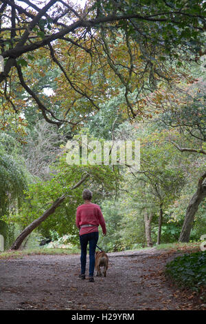 Wimbledon Londres, Royaume-Uni. 26 Sep, 2016. Une femme entre son chien sur Wimbledon Common sur un jour d'automne gris comme les feuilles des arbres commencent à crédit : couleur amer ghazzal/Alamy Live News Banque D'Images