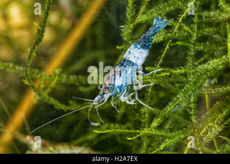 Les crevettes d'eau douce bleu libre tourné en aquarium (genre Neocaridina) Banque D'Images