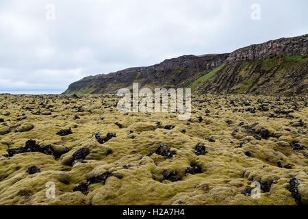 Champ de lave couvert de mousse à Heidmork, Islande Banque D'Images