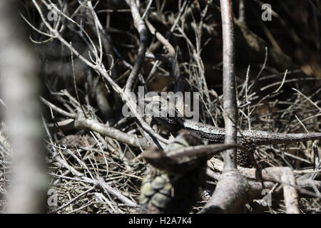 Un lézard est camouflé dans le Royal National Park, Sydney, Australie. Banque D'Images