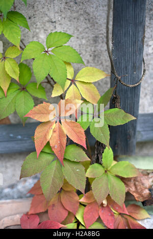 Parthenocissus quinquefolia, connu sous le nom de vigne vierge, lierre à cinq feuilles, ou cinq doigts en libre Banque D'Images