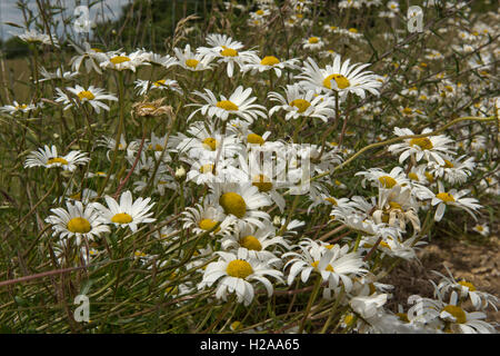 Ox-eye daisies, Leucanthemum vulgare, la floraison le long d'une clôture, Berkshire, Juillet Banque D'Images