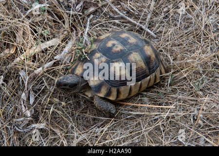 Un marginated sarde, tortue Testudo marginata adulte de petite taille sur les friches, Sardaigne, Septembre Banque D'Images