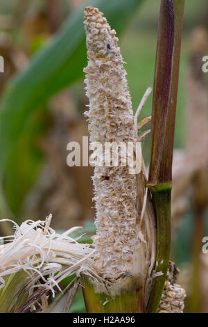 Rat brun dommages aux épis de maïs sur la plante peu après mûrissement dans un potager, Berkshire, Septembre Banque D'Images