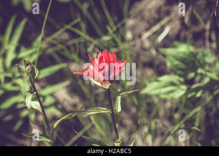 Indian Paintbrush fleur sur un champ dans le Wyoming Banque D'Images