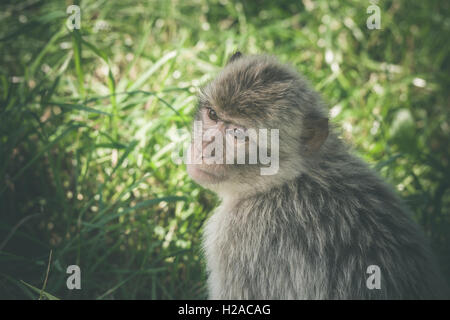 Macaca singe dans l'herbe verte en été Banque D'Images