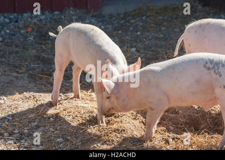 Cochons jouant aroung dans une cour dans une ferme Banque D'Images