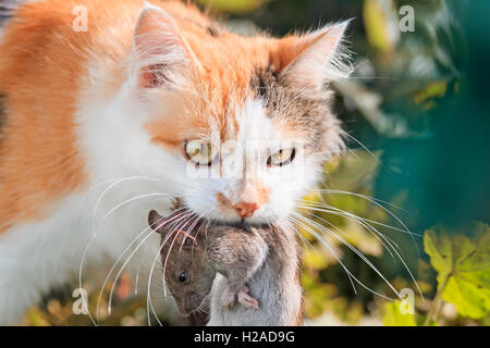 Chat rouge attrapé un grand rat gris et l'ours dans la bouche Banque D'Images