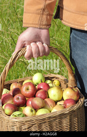 Un homme porte anglais fraîchement récolté les pommes, recueillies à partir des arbres de haies matures, dans un panier en osier, England, UK Banque D'Images