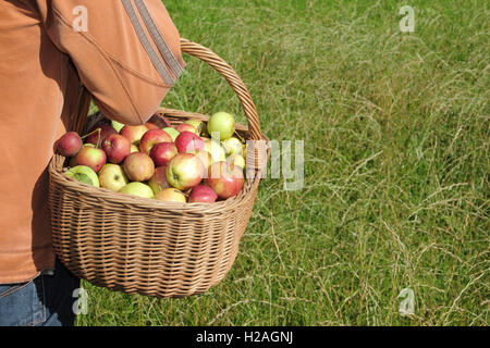 Un homme porte anglais fraîchement récolté les pommes, recueillies à partir des arbres de haies matures, dans un panier en osier, England, UK Banque D'Images