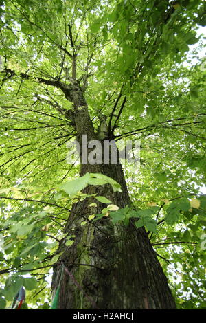 Auvent d'Elm Road Chelsea, Sheffield. Destinés à l'abattage.L'hôte de colonie de papillons rares.sélectionné pour arbre de l'année 2016 Banque D'Images
