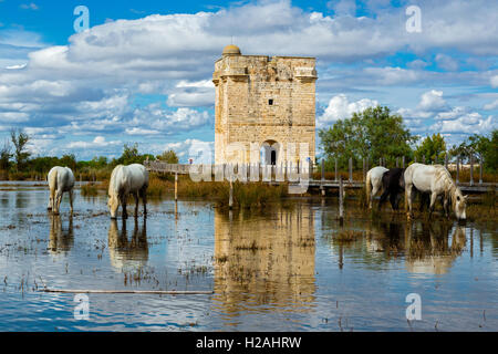 Tour Carbonniere, Saint Laurent d'Aigouze, Gard,chevaux blancs dans la Camargue, France Banque D'Images