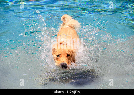 Chiot Golden Retriever de vous rafraîchir dans une piscine Banque D'Images