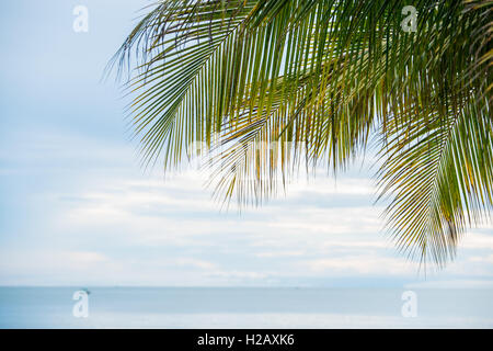 Plam feuilles sur mer Banque D'Images