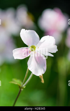 Fleur rose pâle anémone Japonaise, close-up Banque D'Images