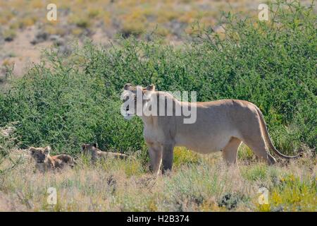 Lioness (Panthera leo), mère avec deux oursons, Kgalagadi Transfrontier Park, Northern Cape, Afrique du Sud, l'Afrique Banque D'Images