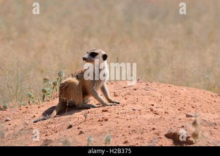 Meerkat (Suricata suricatta), adulte assis sur un monticule de sable, attentif, Kgalagadi Transfrontier Park, Northern Cape, Afrique du Sud Banque D'Images