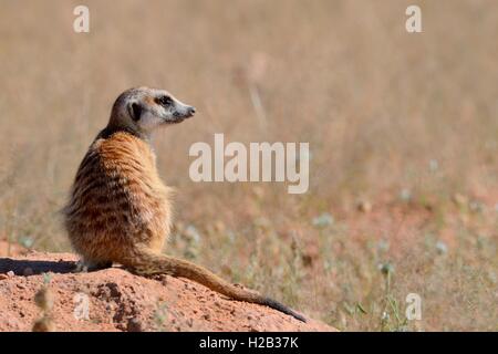 Meerkat (Suricata suricatta), adulte assis sur un monticule de sable, attentif, Kgalagadi Transfrontier Park, Northern Cape, Afrique du Sud Banque D'Images