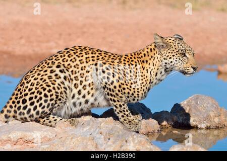 Leopard (Panthera pardus), assis à Waterhole, Kgalagadi Transfrontier Park, Northern Cape, Afrique du Sud, l'Afrique Banque D'Images