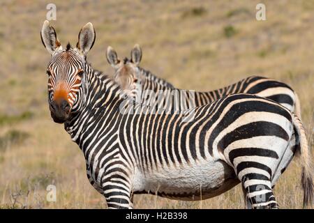 Des zèbres de montagne du cap (Equus zebra zebra), paire debout dans l'herbe, Mountain Zebra National Park, Eastern Cape, Afrique du Sud Banque D'Images