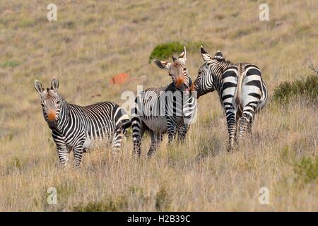 Des zèbres de montagne du cap (Equus zebra zebra), debout dans l'herbe sèche, Mountain Zebra National Park, Eastern Cape, Afrique du Sud Banque D'Images