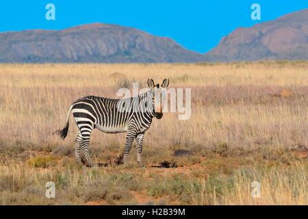 Zèbre de montagne du cap (Equus zebra zebra), homme debout dans l'herbe sèche, Mountain Zebra National Park, Eastern Cape, Afrique du Sud Banque D'Images