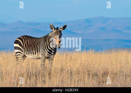 Zèbre de montagne du cap (Equus zebra zebra), debout dans l'herbe sèche, Mountain Zebra National Park, Eastern Cape, Afrique du Sud Banque D'Images