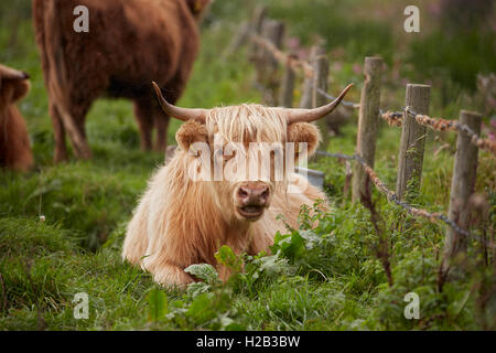 Au Highland cattle Alverstone sur l'île de Wight Banque D'Images