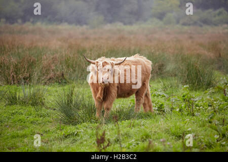 Au Highland cattle Alverstone sur l'île de Wight Banque D'Images