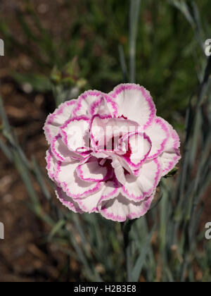 Dianthus 'Grans' fleur préférée Banque D'Images