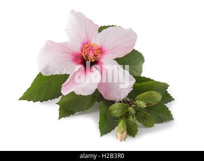 Hibiscus rose isolated on white Banque D'Images